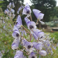 Aconitum piepunense 